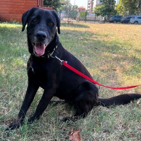 ELIJA BELLISSIMA LABRADOR - Foto 6