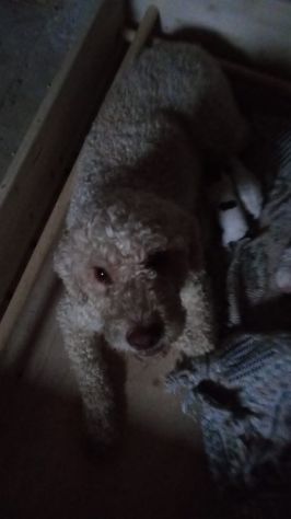 Disponibili cuccioli di Lagotto romagnolo