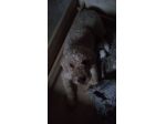 Disponibili cuccioli di Lagotto romagnolo