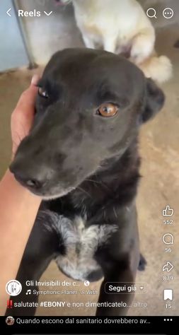 EBONY CATTURA IL CUORE CANE IN ADOZIONE - Foto 4