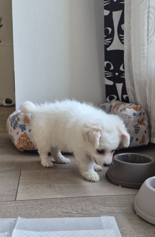 Cucciola di maltese - Foto 2