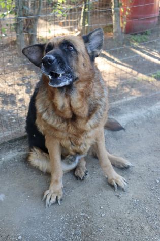Graziella, lupacchiotta dagli occhi tristi - Foto 8