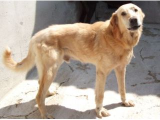 BIAGIO, cagnolone da scoprire