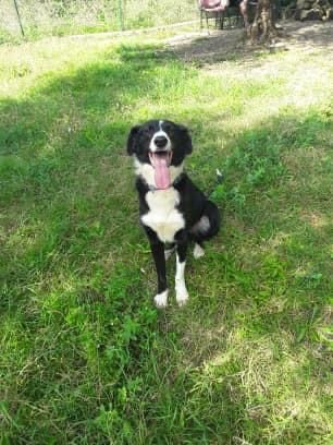 CHARLIE, simil border collie abbandonato cerca casa - Foto 3