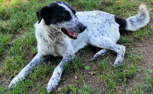 GENTILE E DISCRETO CAGNOLINO IN ADOZIONE - Foto 8
