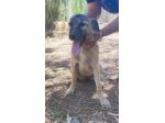 Pastorina quasi 6mesi vive in recinto a pane secco! SOS SARDEGNA