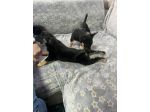 Cuccioli incrocio maltese x pinscher