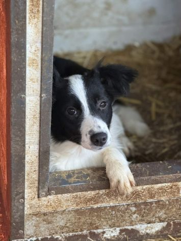 DALIA, cucciola spaventata! MIX BORDER COLLIE. - Foto 4