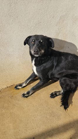 Carlo: timido, dolce, socievole, affettuoso - Foto 8