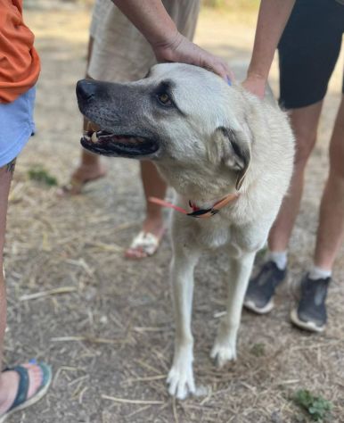 Johnny - Foto 6