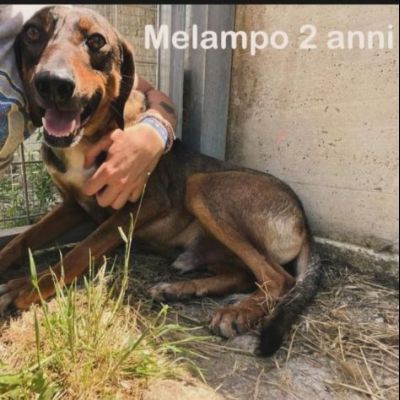 MELAMPO, OCCHIONI DOLCI, CAGNOLINO IN ADOZIONE - Foto 2