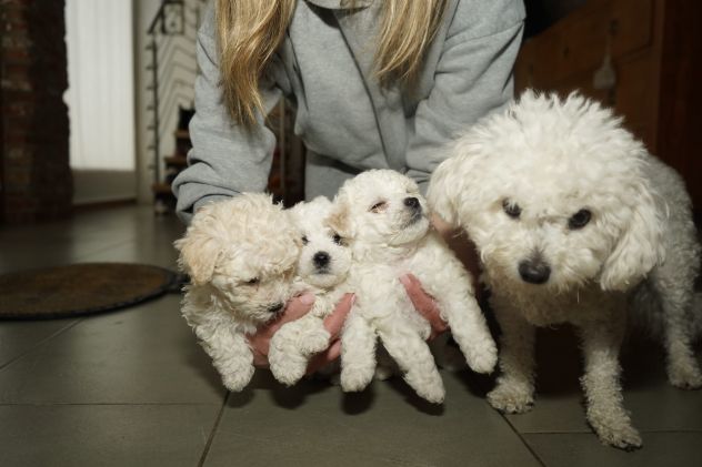 Cuccioli Bolognese - Foto 3