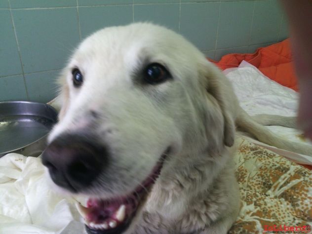 BIANCA, adozione del cuore - Foto 7