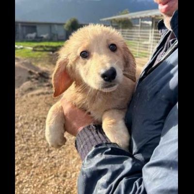 RUPERT ADORABILE CUCCIOLO IN ADOZIONE - Foto 9