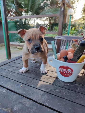 Cucciolo Amstaff con pedigree - Foto 5