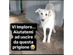 IVAN HA UN ANIMO BUONISSIMO,  CANE IN ADOZIONE, COMPATIBILE ANCHE CON I GATTI