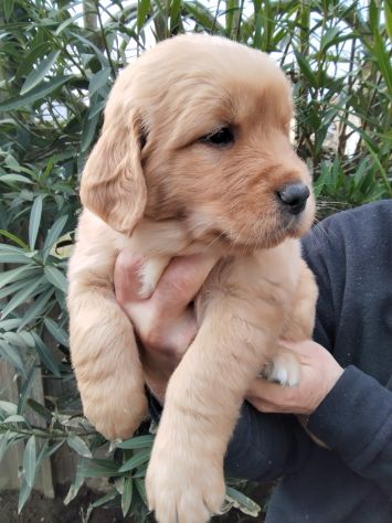 Cuccioli Golden Retriever alta genealogia - Foto 2