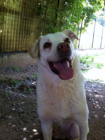 LILLO &amp; COLINO, due cani adorabili - Foto 3