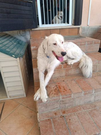 Neve setter adozione cane sordo - Foto 5