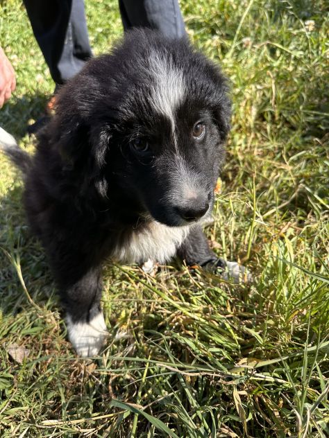 Regalo cuccioli - Foto 4