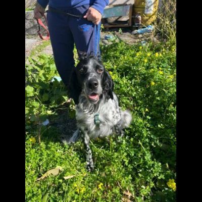 DOLLY cerca coccole e carezze, CAGNOLINO IN ADOZIONE - Foto 7