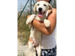TOPAZIO cucciolo simil Labrador in canile