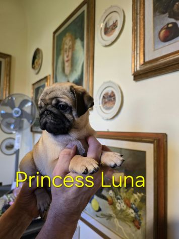 Cuccioli di carlino con pedigree - da 1800€ a 2200€ - Foto 9