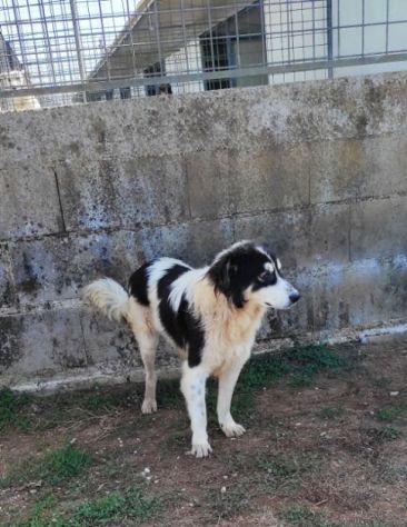CANE IN ADOZIONE: PEGGY - Foto 7