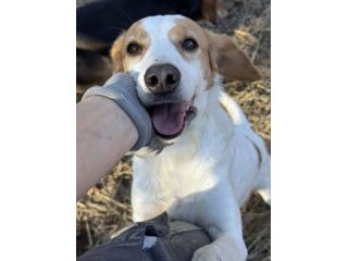 DODY, il cane più buono del mondo.