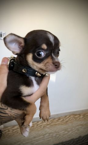 Chihuahua cuccioli - Foto 9