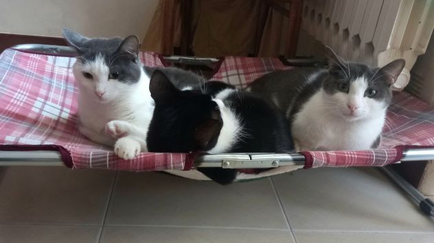 Piuma, micia molto dolce e sofficissima - Foto 7