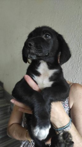 Giotto cucciolo - Foto 2