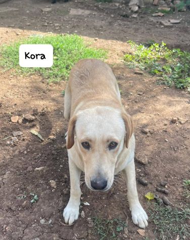 Kora simil labrador - Foto 8