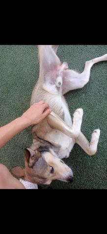 Dog sitter e pet sitter a Potenza - Foto 4