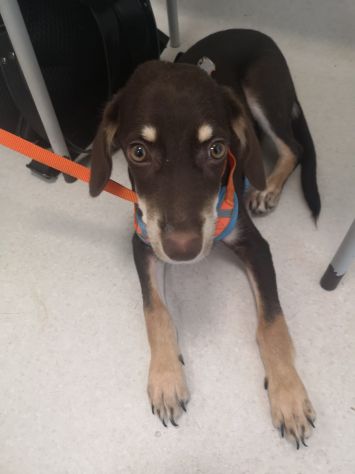Tommy 2anni e 1/2 tg contenuta,marrone, occhi ambra SUD - Foto 4