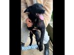 RODRIGO E ABBONDIO CUCCIOLI IN ADOZIONE