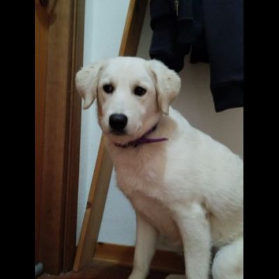 GIORGIA DELIZIOSA CAGNOLINA IN ADOZIONE 12 M3SI - Foto 2