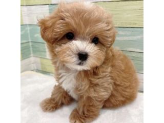 Maltipoo -maltipo cuccioli pagamento dilazionato