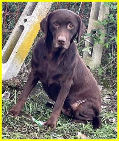 KUBRA labrador chocolate cieca e spaventata - Foto 5