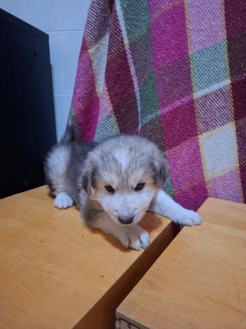 Camillo cucciolo