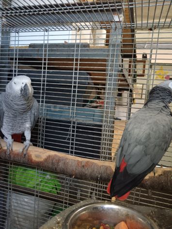 Cenerini bellissima coppia - Foto 5