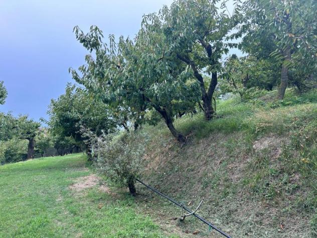 Uliveto in vendita a Castegnero - Foto 3