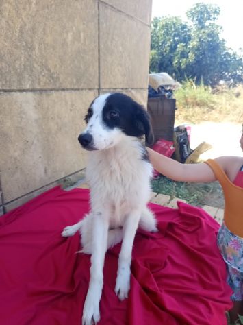GIRONE, 15 KG, E GIMA, 11 KG, 7 MESI (01/01/26), CHIUSI IN CANILE !!!! - Foto 4