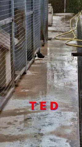 TED, cagnolino dalla dolcezza disarmante - Foto 7