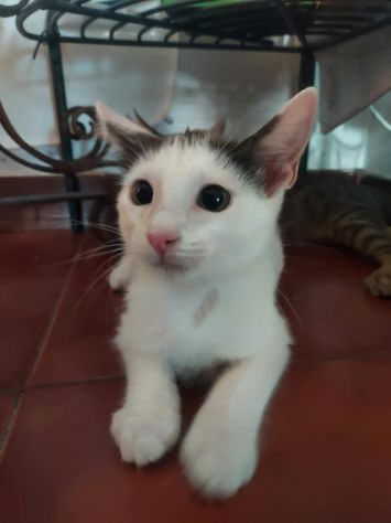 Regalo gattini - Foto 3