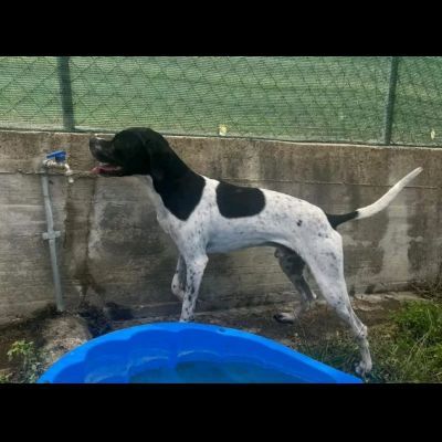 QUASAR POINTER AFFETTUOSO CANE IN ADOZIONE - Foto 2