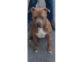 PITBULL, NEYMAR, 4 ANNI, RISCHIA LE PORTE DEL CANILE!!