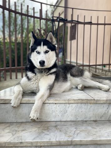 Husky Siberiano disponibile per monta