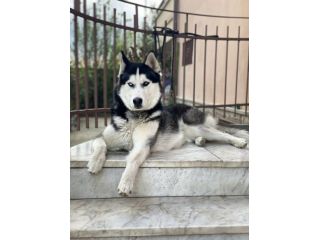 Husky Siberiano disponibile per monta