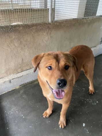 SIGFRIDO UNO SPLENDORE CANE IN ADOZIONE - Foto 5